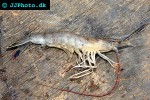 litopenaeus setiferus   northern white shrimp  