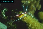 lysmata amboinensis   scarlet cleaner shrimp  