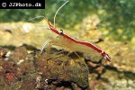 lysmata amboinensis   scarlet cleaner shrimp  