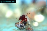 lysmata debelius   blood shrimp  