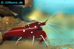 lysmata debelius   blood shrimp  