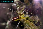 lysmata grabhami   atlantic cleaner shrimp  