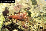 lysmata wurdemanni   peppermint shrimp  