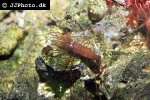 lysmata wurdemanni   peppermint shrimp  
