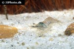 macrobrachium lanchesteri   lanchesters ghost shrimp  