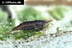 neocaridina davidi   black sakura shrimp  