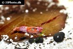 neocaridina davidi   blue rili shrimp  
