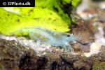 neocaridina davidi   blue velvet shrimp  