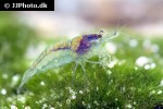 neocaridina davidi   blue velvet shrimp  