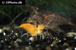 neocaridina davidi   orange sakura shrimp  