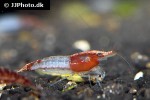 neocaridina davidi   red fire shrimp  