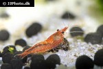 neocaridina davidi   red shrimp  