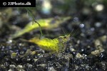 neocaridina davidi   yellow shrimp  