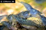 neocaridina palmata   blue pearl shrimp  