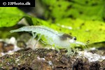 neocaridina palmata   white pearl shrimp  