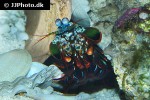 odontodactylus scyllarus   peacock mantis shrimp  