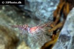 pandalus montagui   pink shrimp  