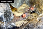pandalus montagui   pink shrimp  