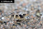 paracaridina species   princess bee shrimp  