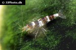 paracaridina species   princess bee shrimp  