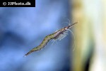 praunus flexuosus   chameleon shrimp  