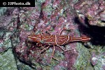 rhynchocinetes durbanensis   camel shrimp  