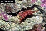 rhynchocinetes durbanensis   camel shrimp  
