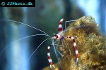 stenopus hispidus   banded coral shrimp  