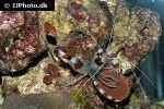 stenopus hispidus   banded coral shrimp  
