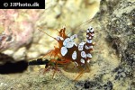thor amboinensis   sexy anemone shrimp  