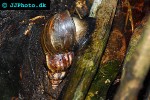 achatina fulica   african giant freshwater snail  