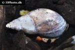 achatina species   african giant land snail  