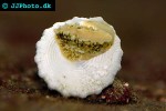 astraea tecta   conehead algae eater snail  