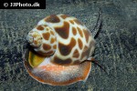 babylonia zeylanica   orange turbo snail  
