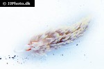 berghia verrucicornis   berghia nudibranch  