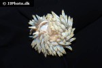 berghia verrucicornis   berghia nudibranch  