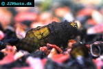 brotia costula   costula algae snail  