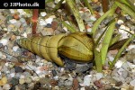 brotia herculea   screwdriver snail  