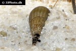 brotia herculea   screwdriver snail  
