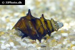 brotia pagodula   horned armour snail  