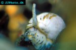 buccinum undatum   common whelk  