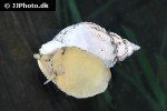 buccinum undatum   common whelk  