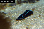 chelidonura varians   blue velvet sea slug  