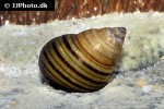 cipangopaludina lecythoides   tiger towerlid snail  