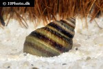 cipangopaludina lecythoides   tiger towerlid snail  