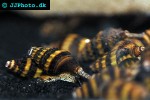 clea helena   assasin snail  