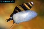 clea helena   assasin snail  