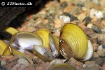 corbicula javanicus   yellow clam  