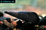 faunus ater   black faunus snail  