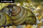 filopaludina sumatrensis   tiger towertop snail  